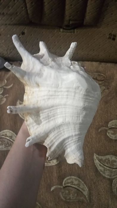 Ракушка океанна велика