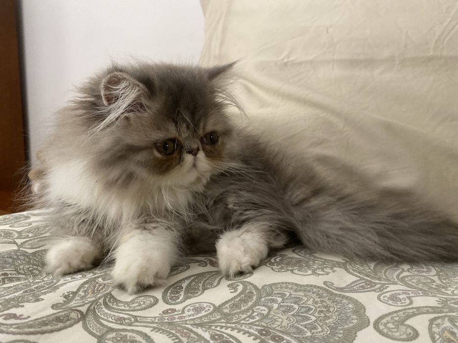 Gato macho persa