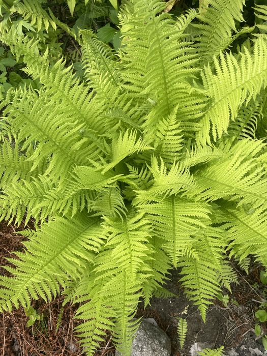 Pióropusze ogrodowe,byliny wieloletnie