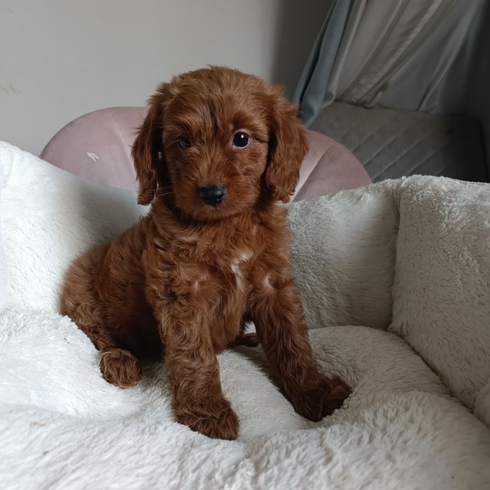 Дівчинка Goldendoodle F1b mini. Київ