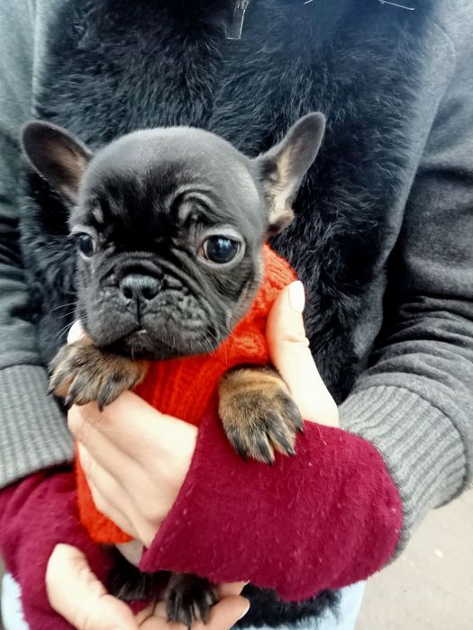 Французский бульдог