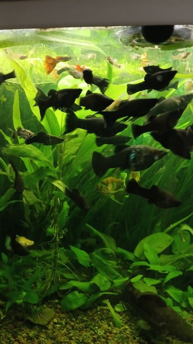 Молінезія чорна акваріумна рибка