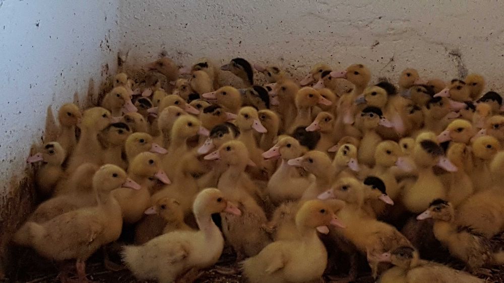 Kaczki różne piżmowa, dworka pisklęta do dalszego odchowu