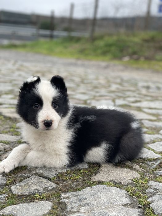 Border Collie TOP