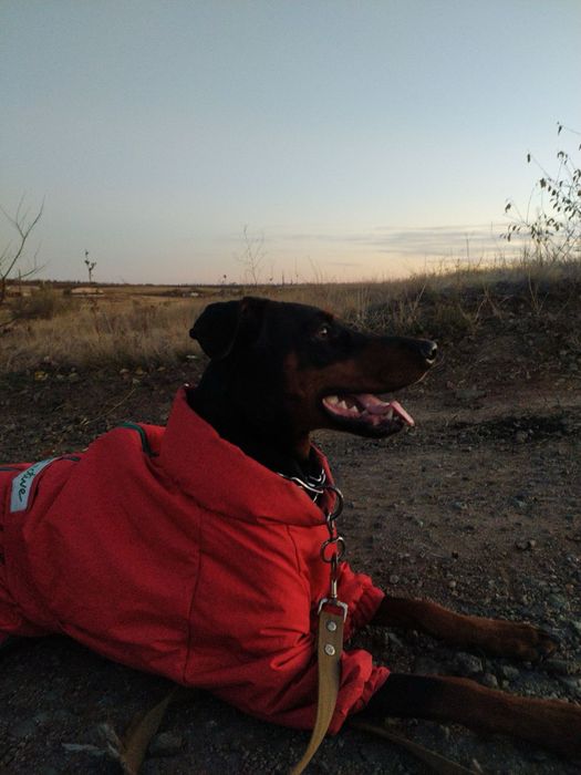 Доберман дівчинка 6 років