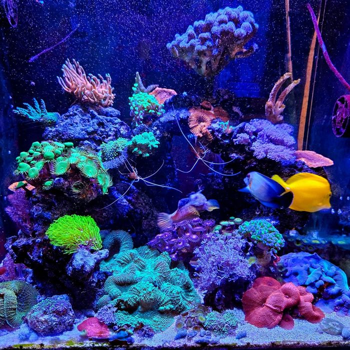 Pack de 5 corais faceis