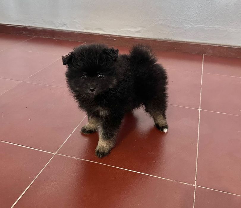 Spitz alemão macho  anão
