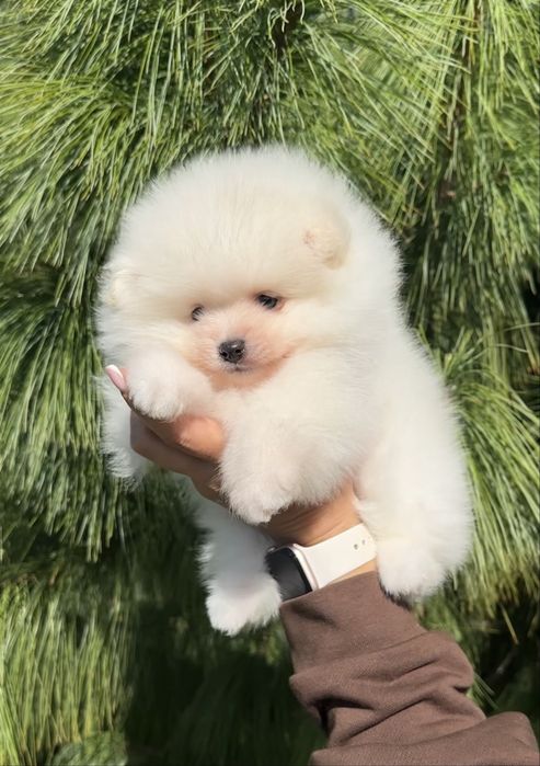 Померанський шпіц міні