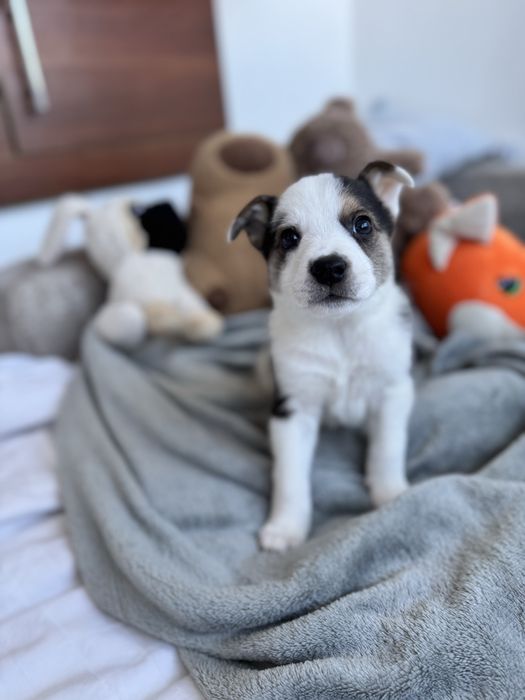 Цуценя бордер-коллі хлопчик метис