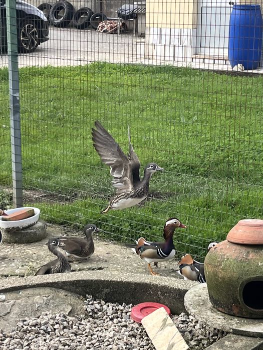 Pato Mandarim Macho e Femea