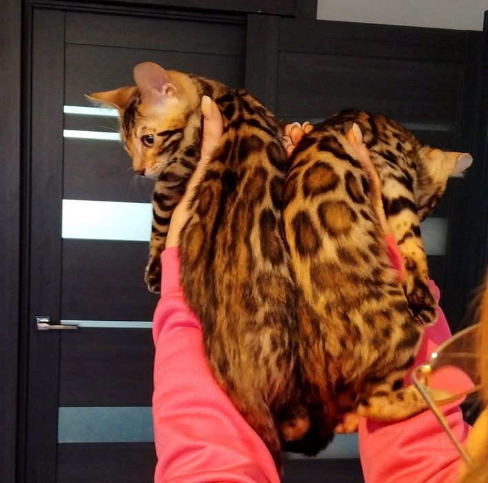 Чистокровні кошенята show class ben 24 WCF.Доставка по Україн