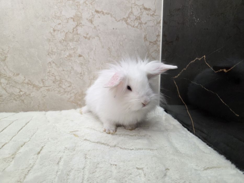 Mini lop / Baranek miniaturowy