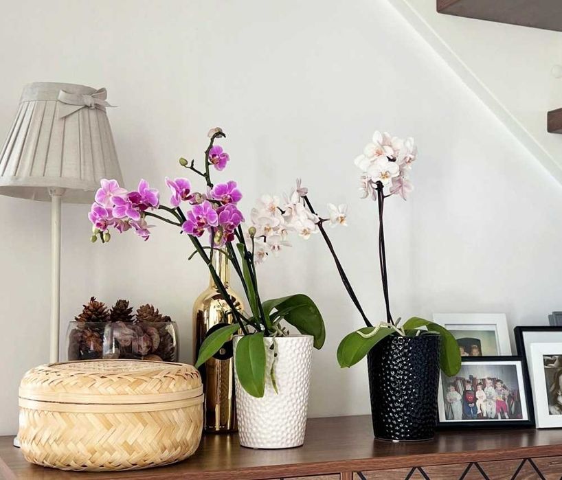 Osłonka Ceramiczna Bubble Orchid Storczyk Biała 13cm d12 Polnix