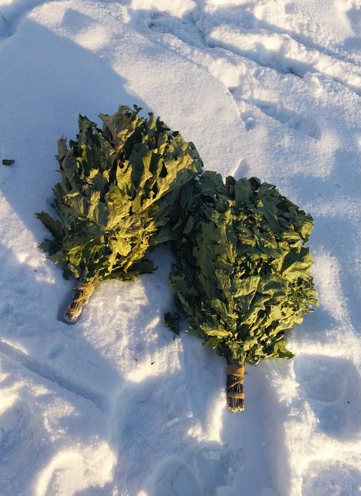 Віники для бані та сауни, дубові віники, евкаліпт, липа..