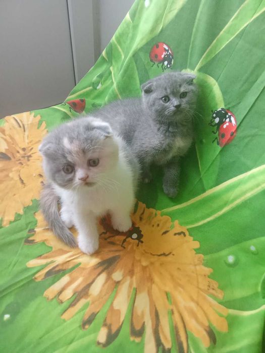 Чистокровные шотландские котята Скоттиш Фолд