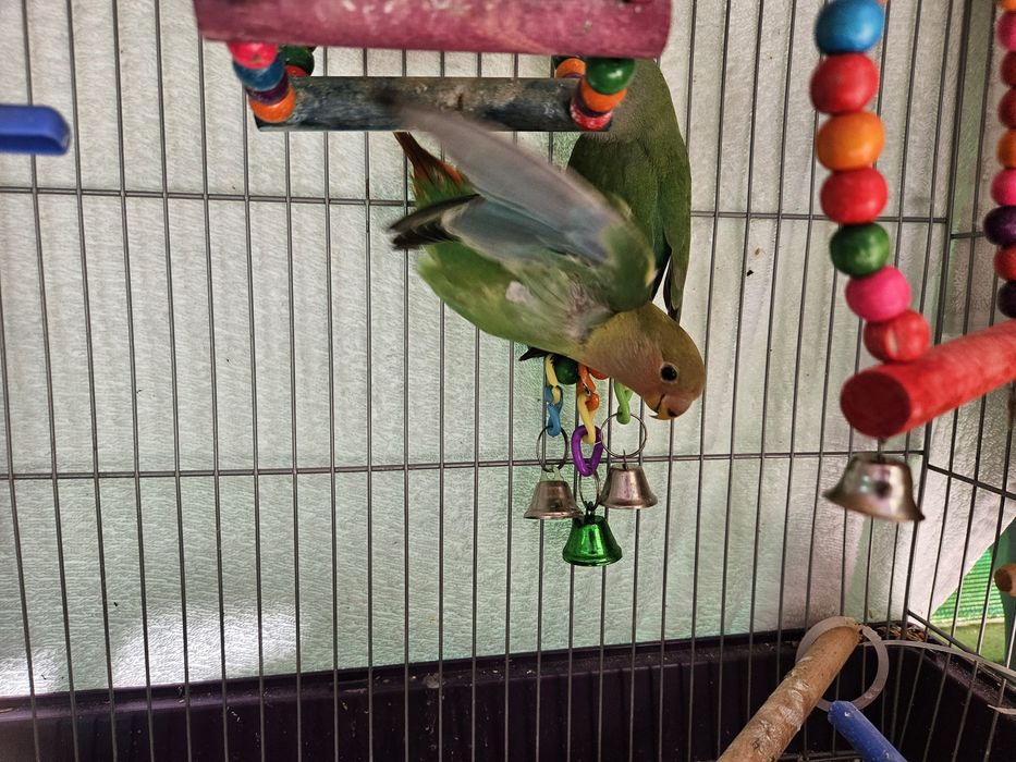 Vendo 2 Agapornis com gaiola
