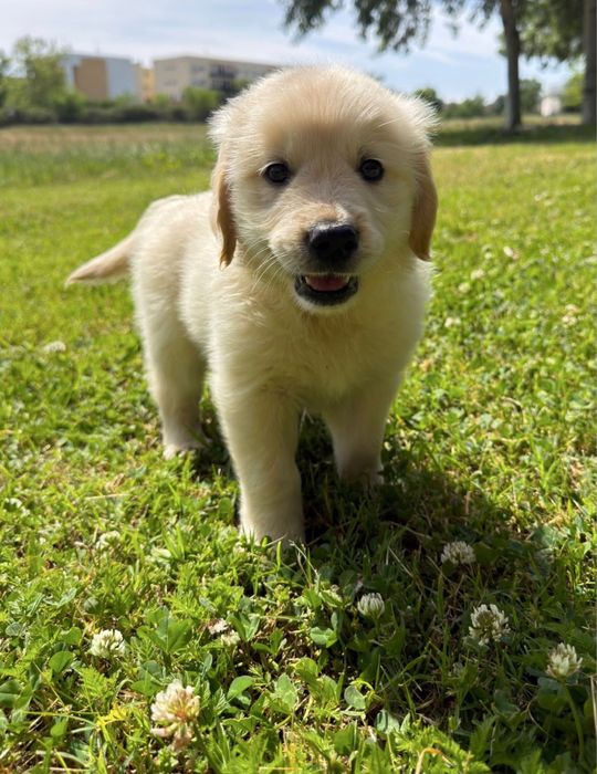 Doação de cachorro Golden