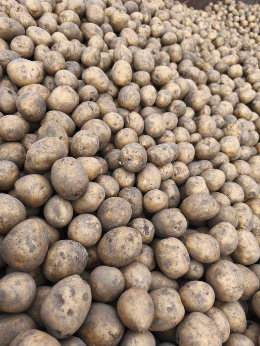 Sadzeniaki jadalne GALA 1zł/kg