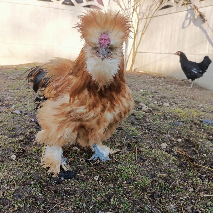 Silka jedwabista koguty