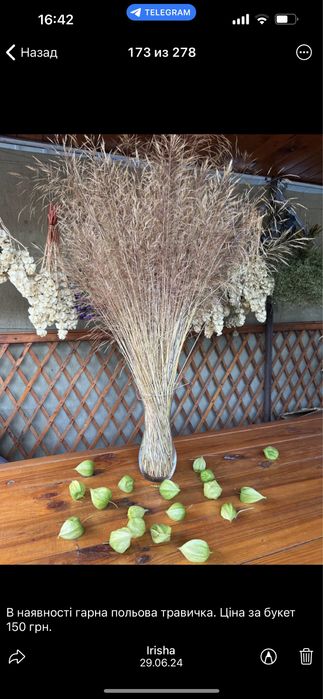 Сухостій, камиш , декор, очерет, пампасна трава