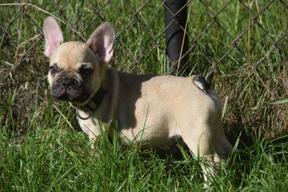 Buldog Francuski FCI