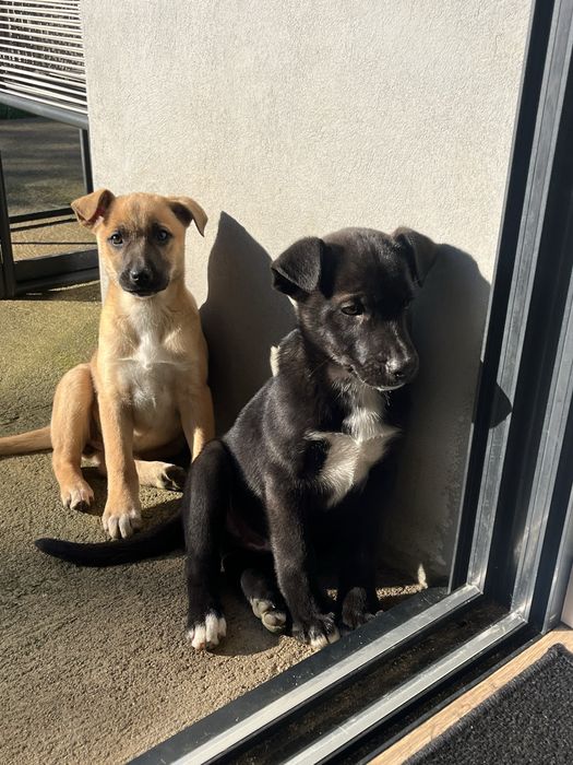 (Reservado) Para adoçao responsavel