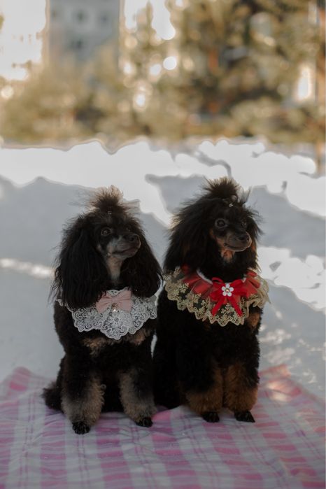 Той пудель фантом