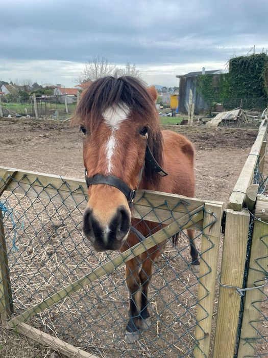 Ponei femea/garrana 3 anos, livros verde