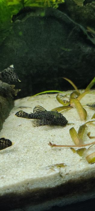 Roślinki akwariowe - Ludwiga - moczaka - hydroklea - gupik - glonojad