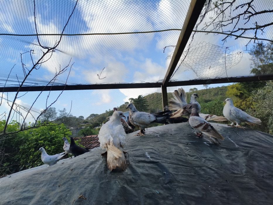 Vende pombos cruzados, frisados etccom cambalhota.