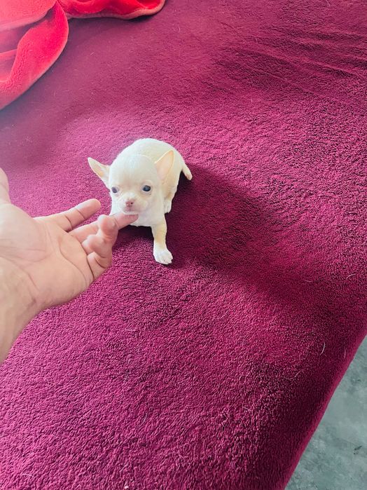 chihuahua macho