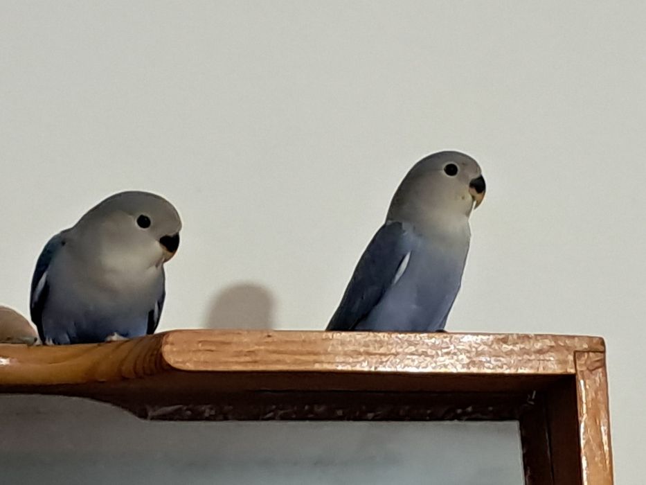 Casal agapornis roseicollis 2026