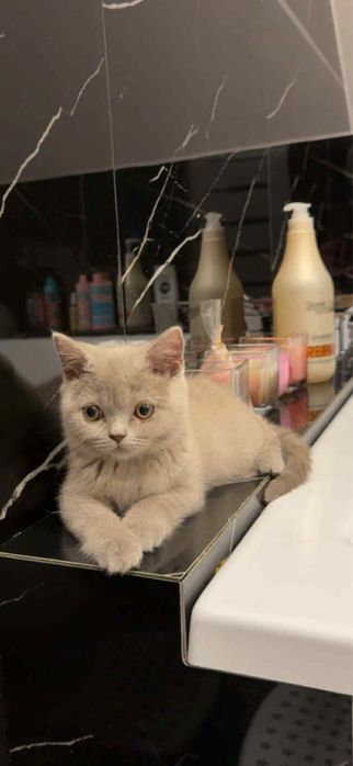 Kocurek brytyjski fpl