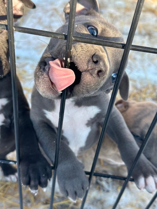 Amstaff american stafforot shirt terier rodowodowe szczeniaki  nie pitbull nie staffik