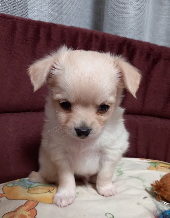 Мальчики- чиахуашки