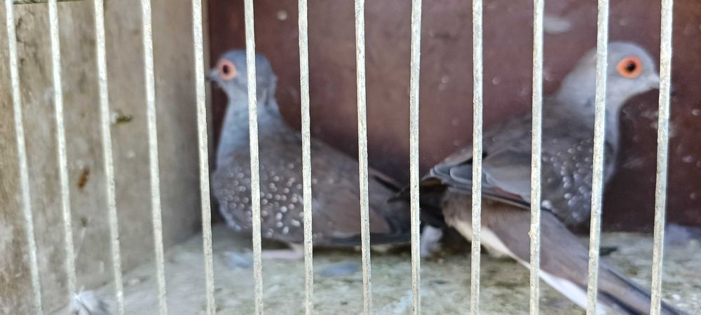 Gołąbki diamentowe pary i wolne samczyki