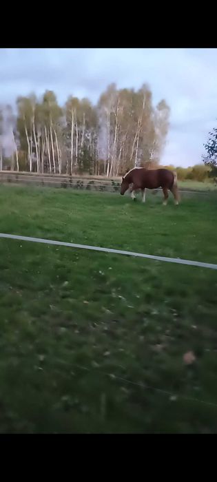 Klacz zimnokrwista źrebna  konie