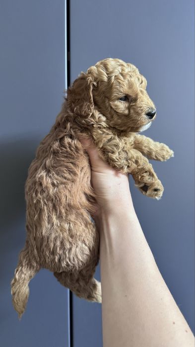 Щенята Мальтіпу F1