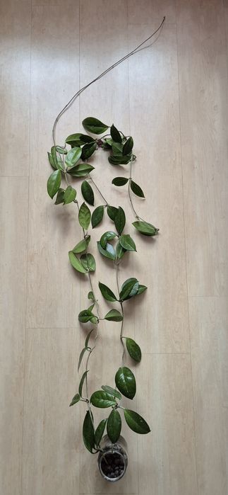 Hoya Carnosa x 2 sadzonki