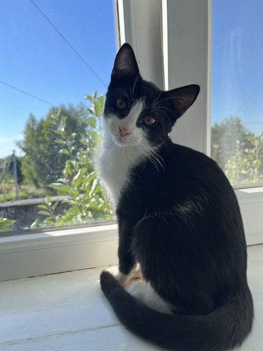 Котик в добрі руки
