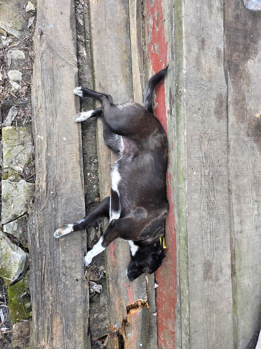 Віддам собаку дівчинку