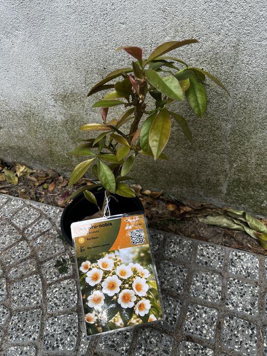 Super Plantas Comestíveis e Medicinais