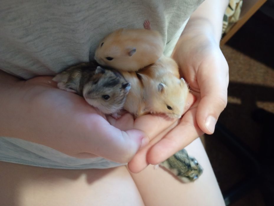 Хомячки джунгарики по 150 грн.