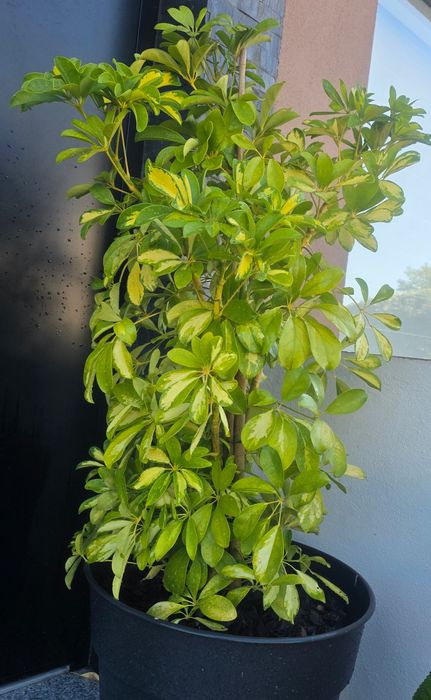 Árvore-Guarda-Chuva Variegada (Schefflera arboricola) + Vaso Grande 50L