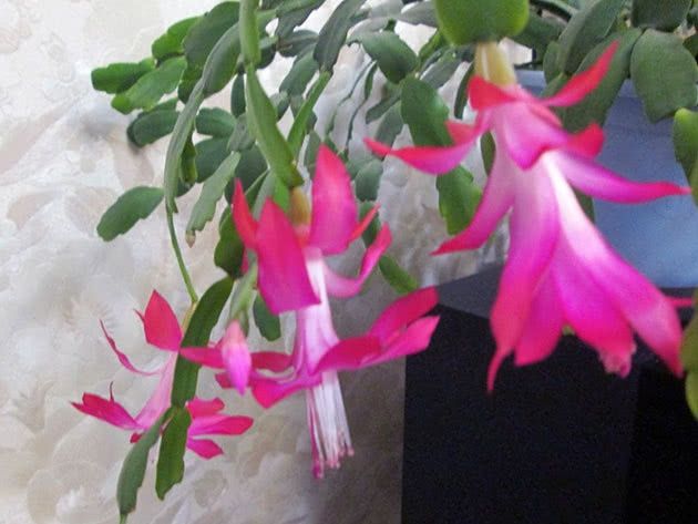 Різдвяник кімнатні квіти