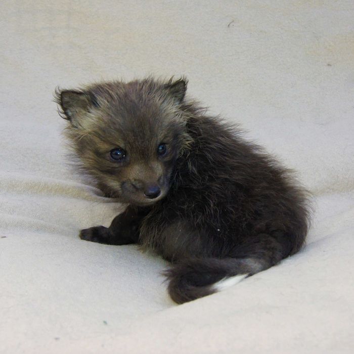 Lis, lisek domowy, lisy hodowlane rude, Red REZERWACJA 2026