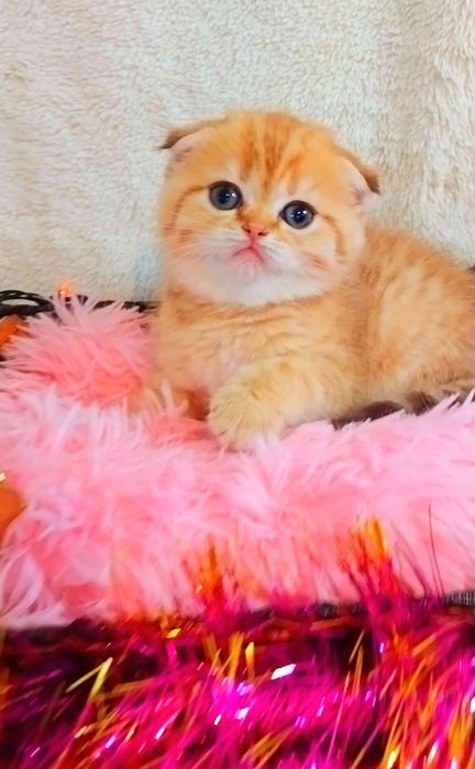 Надзвичайно ніжна дівчинка Золота куколка Скотіш Фолд