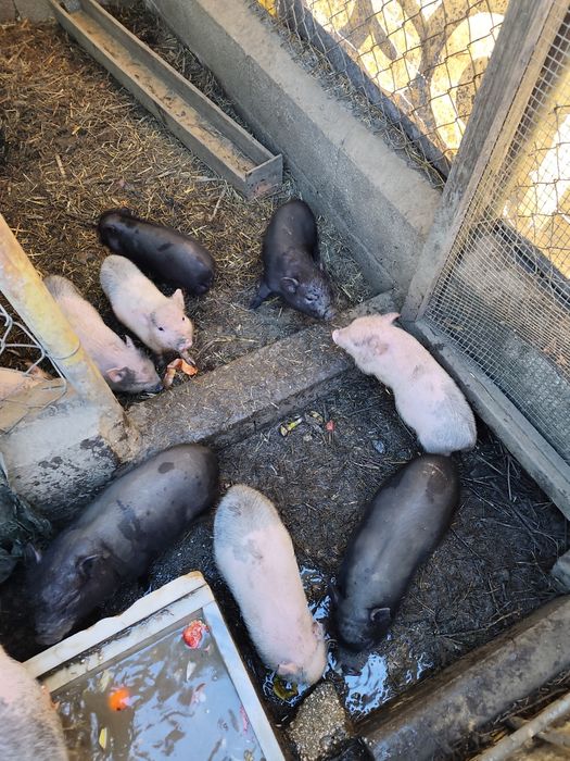 Porcos mini pig para venda