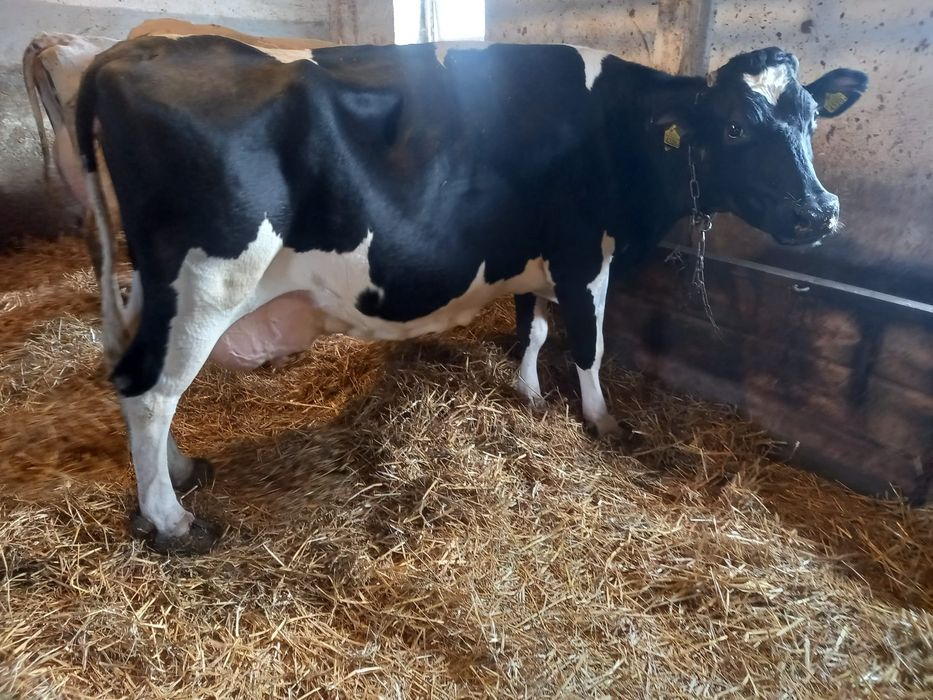 Krowy młode mleczne