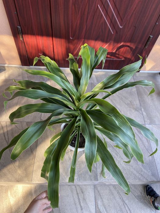 великий вазон дерево рослина